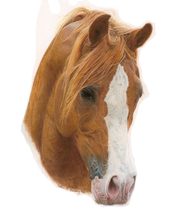 A colored pencil study of a chestnut horse